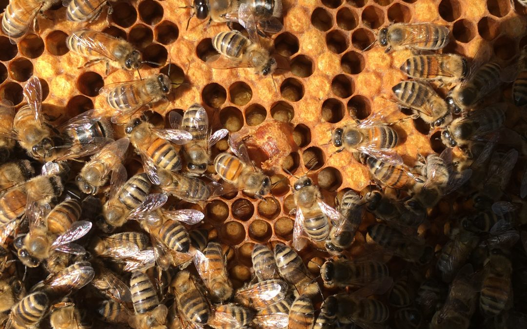 Rollenverteilung im Bienenstock